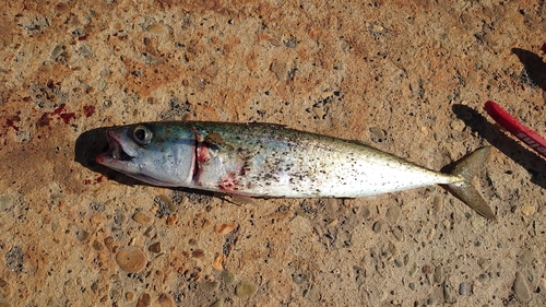 サバの釣果