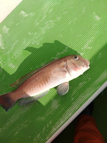 シロアマダイの釣果