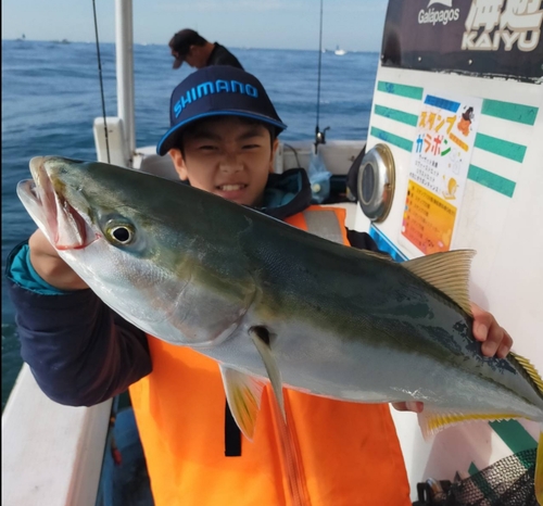 ハマチの釣果