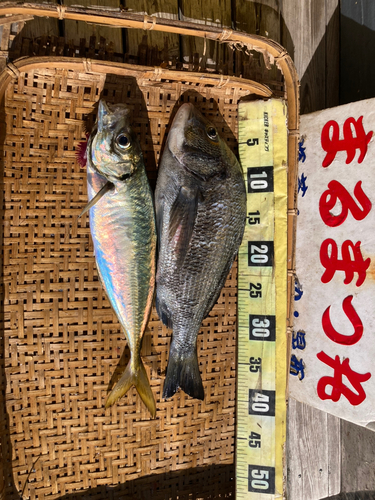 アジの釣果