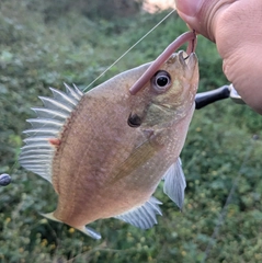 ブルーギルの釣果