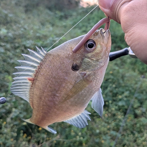 ブルーギルの釣果