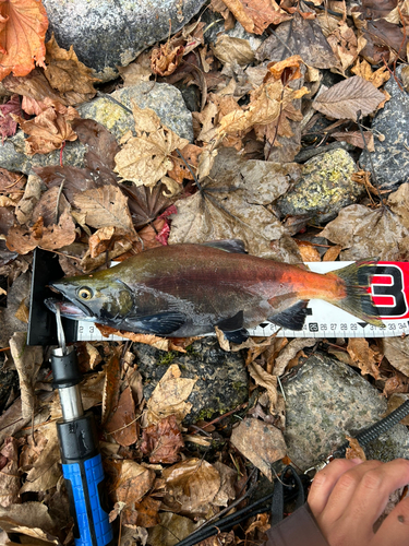 ヒメマスの釣果