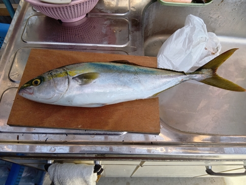 ハマチの釣果