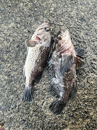 クロソイの釣果