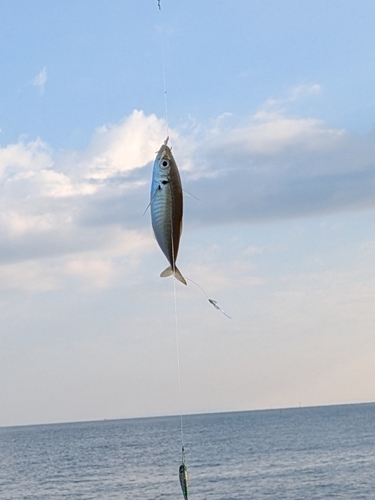 マアジの釣果