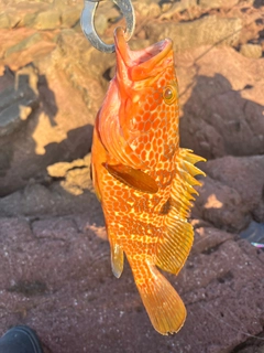 アコウの釣果