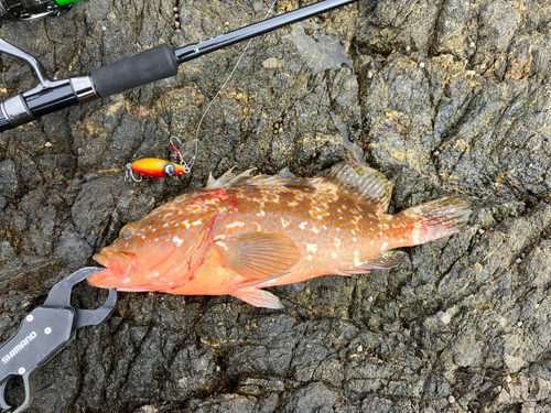 キジハタの釣果