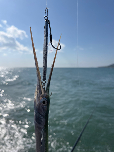 ダツの釣果