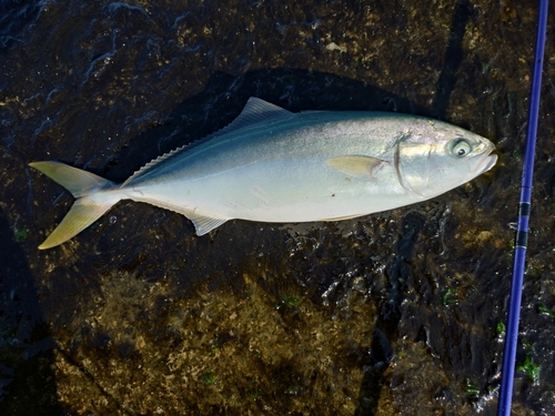 フクラギの釣果