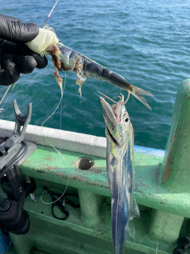 タチウオの釣果