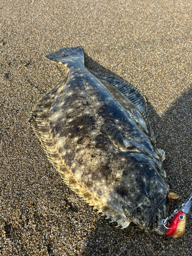 ヒラメの釣果