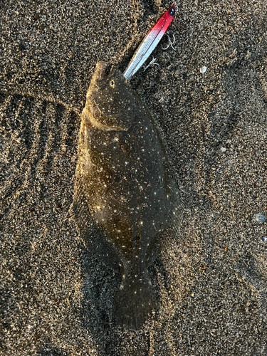 ヒラメの釣果