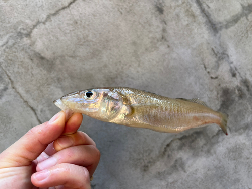 キスの釣果