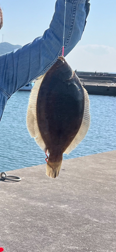 カレイの釣果