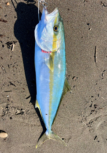 ヒラマサの釣果