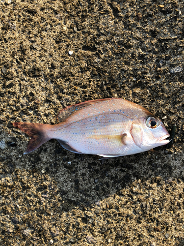 チャリコの釣果