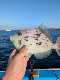 カワハギの釣果