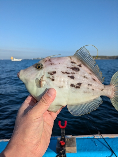 カワハギの釣果