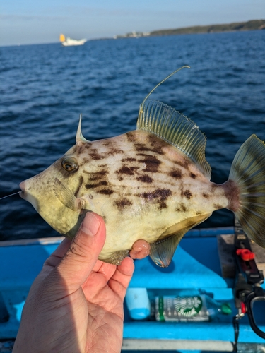 カワハギの釣果