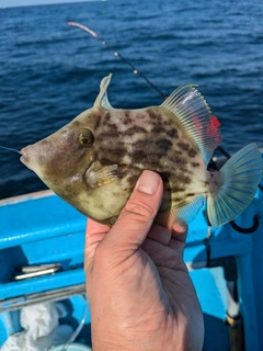 カワハギの釣果