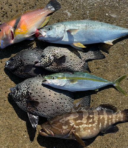 クエの釣果