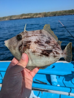 カワハギの釣果