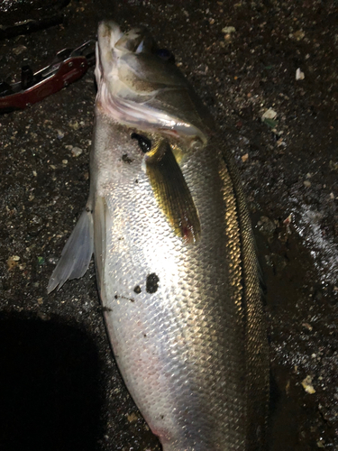 シーバスの釣果