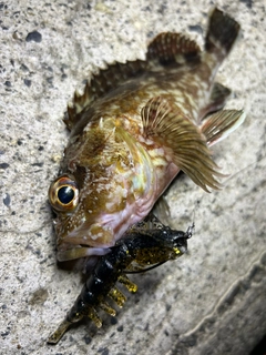 カサゴの釣果