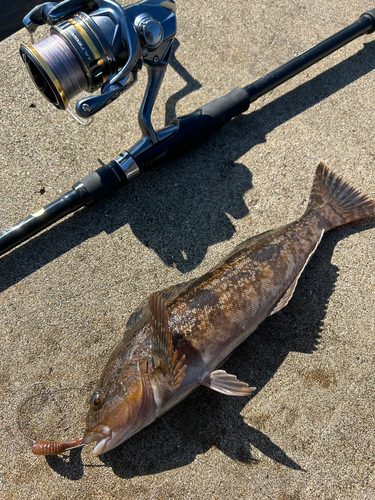 アイナメの釣果