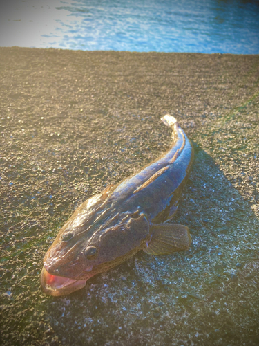 マゴチの釣果