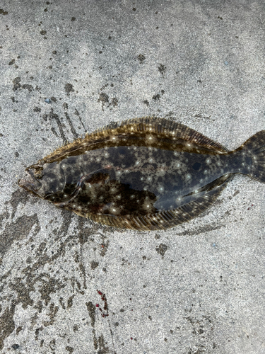 ヒラメの釣果