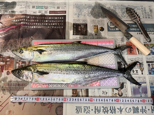 サゴシの釣果