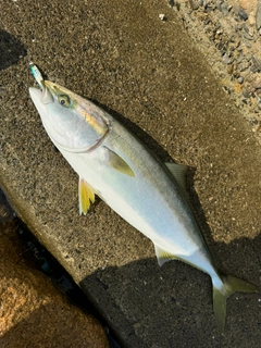 ハマチの釣果