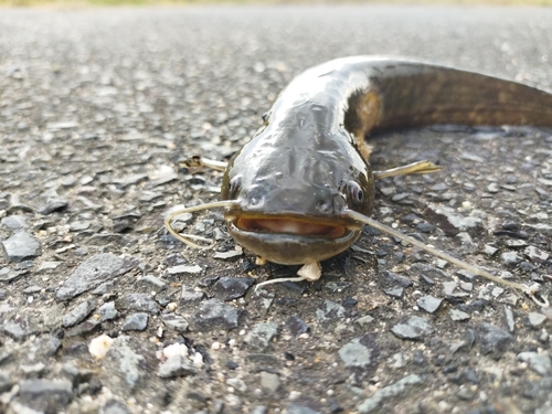 ニホンナマズの釣果