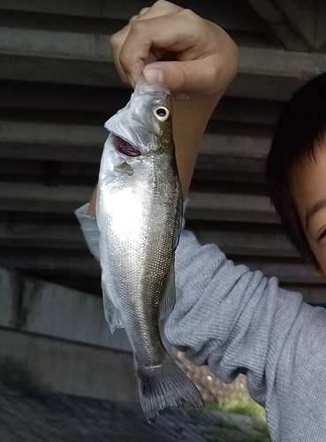 セイゴ（マルスズキ）の釣果