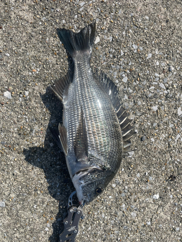 クロダイの釣果