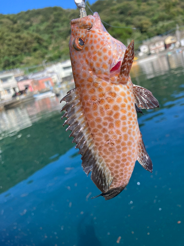 オオモンハタの釣果