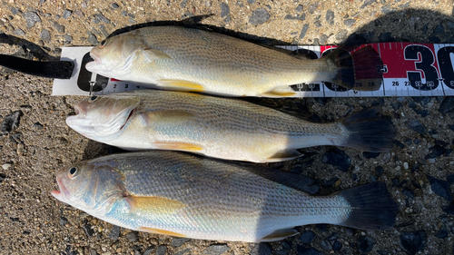 イシモチの釣果