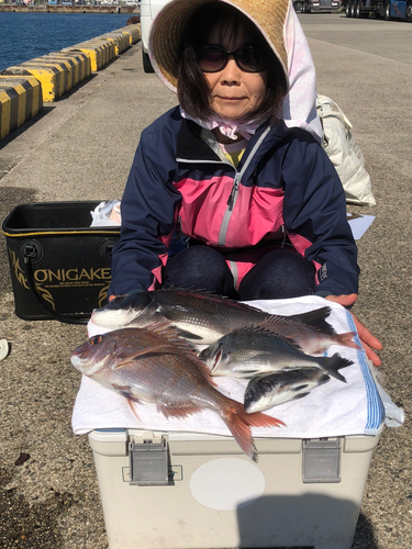 クロダイの釣果