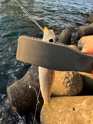 ウルメイワシの釣果