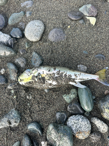 シロサバフグの釣果