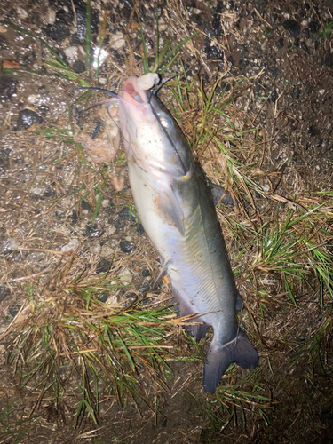 アメリカナマズの釣果