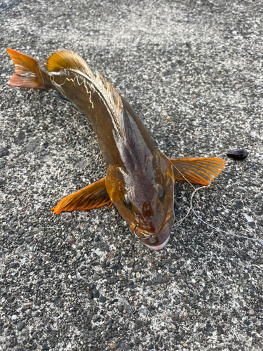 アイナメの釣果