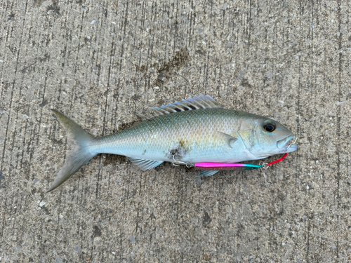 アオチビキの釣果