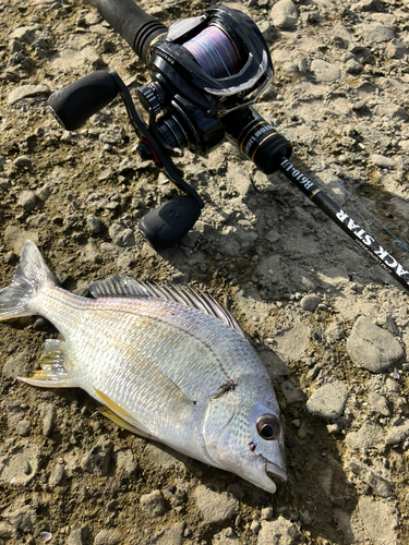 キビレの釣果