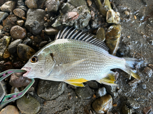 キビレの釣果