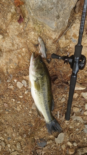 ブラックバスの釣果