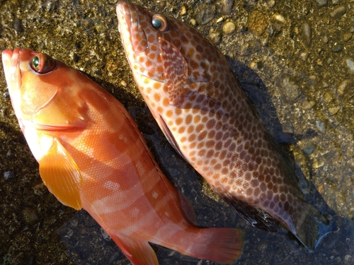 オオモンハタの釣果