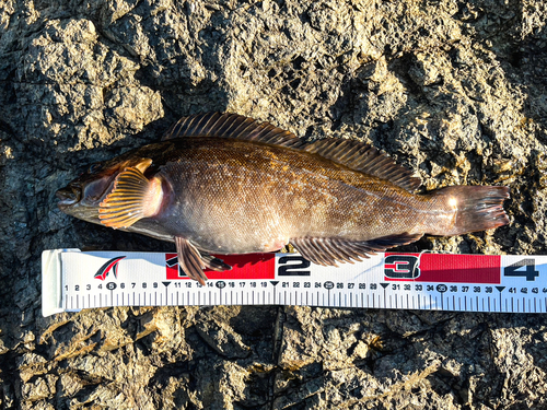 アイナメの釣果